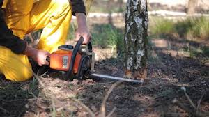 Best Tree Removal Services  in Sunnyvale, CA